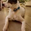 Pflegehund Amani sucht engagierte Menschen