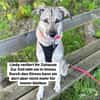 DRINGEND Lindy verliert nach 6 Jahren ihr Zuhause