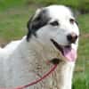 Treue Seele Terence sucht ein Zuhause