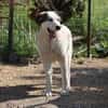 Treue Seele Terence sucht ein Zuhause