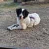 Liebenswerter Lenny sucht Familie