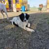Liebenswerter Lenny sucht Familie