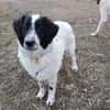 Liebenswerter Lenny sucht Familie