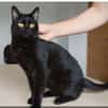 Ozzy - eleganter, verschmuster, schwarzer Kater