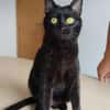 Ozzy - eleganter, verschmuster, schwarzer Kater