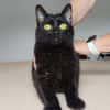 Ozzy - eleganter, verschmuster, schwarzer Kater
