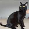 Ozzy - eleganter, verschmuster, schwarzer Kater