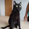 Ozzy - eleganter, verschmuster, schwarzer Kater
