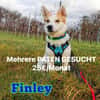 DRINGEND. Misshandelter Finley sucht Paten!