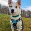 DRINGEND. Misshandelter Finley sucht Paten!