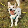 DRINGEND. Misshandelter Finley sucht Paten!