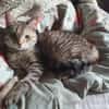 Skittles  offene Schmusekatze