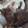Skittles  offene Schmusekatze
