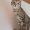 Skittles  offene Schmusekatze