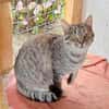 Skittles  offene Schmusekatze