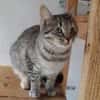 Skittles  offene Schmusekatze