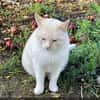 Bobby (Leuk.+FIV pos.)-lieb & freundlich