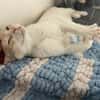 Bobby (Leuk.+FIV pos.)-lieb & freundlich