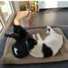 Ronda- liebes anhängliches Katzenmädchen
