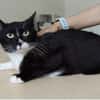 Ronda- liebes anhängliches Katzenmädchen