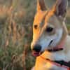 BETSY -sucht hundeerfahrene Menschen-