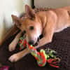 BETSY -sucht hundeerfahrene Menschen-