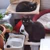 Unser wunderhübsches Gabi und Gabi suchen ein Zuhause
