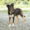 Unser Traumhund Luis sucht Familienanschluss