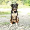 Unser Traumhund Luis sucht Familienanschluss