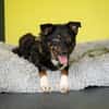 Unser Traumhund Luis sucht Familienanschluss