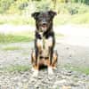Unser Traumhund Luis sucht Familienanschluss