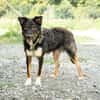 Unser Traumhund Luis sucht Familienanschluss