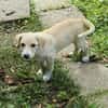 Welpe Lilly sucht ihre Familie
