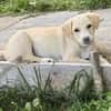 Welpe Lilly sucht ihre Familie