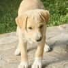Welpe Lilly sucht ihre Familie