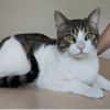 Raúl - zutraulicher, anhänglicher Kater