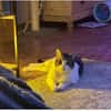 Raúl - zutraulicher, anhänglicher Kater