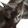 Isidora (FIV+) - sehr lieb & freundlich