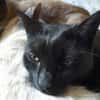 Isidora (FIV+) - sehr lieb & freundlich