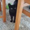 Isidora (FIV+) - sehr lieb & freundlich