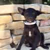 Lola (Larett)-Liebe, junge Welpin sucht ihre Herzensmenschen