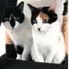 Fernando (+Pepper) - verschmust und lieb