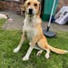 Imilo, geb. ca. 04/2024, 47652 Weeze