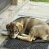 Welpe Skye sucht 4ever home
