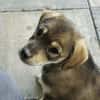 Welpe Skye sucht 4ever home