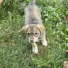 Welpe Skye sucht 4ever home