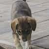 Welpe Skye sucht 4ever home