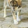 Welpe Skye sucht 4ever home
