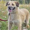 🐾 Missy  liebevolle Hündin sucht ein Zuhause als Zweithund