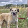 🐾 Missy  liebevolle Hündin sucht ein Zuhause als Zweithund